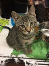 Lemmy (Bonded with Dutchess)