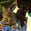 Lemmy (Bonded with Dutchess)