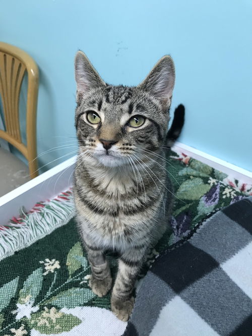 Lemmy (Bonded with Dutchess)