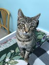 Lemmy (Bonded with Dutchess)