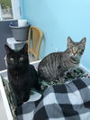 Lemmy (Bonded with Dutchess)
