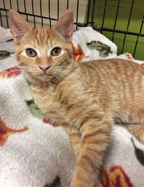 Julie (Bonded with Molly McSnuggles)