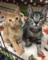 Julie (Bonded with Molly McSnuggles)