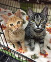 Julie (Bonded with Molly McSnuggles)