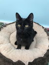 Dutchess (Bonded with Lemmy)