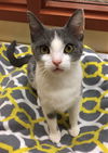 Precious Joy (Bonded with Angel Joy)