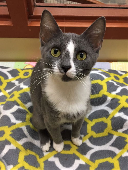 Angel Joy (Bonded with Precious Joy)