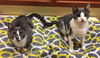 Angel Joy (Bonded with Precious Joy)