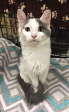 Snowball