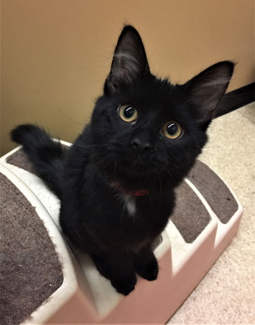Lila