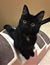 Lila