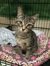 Marvin (Bonded with Sterling)