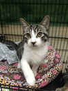 Sterling (Bonded with Marvin)