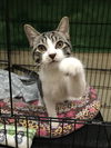 Sterling (Bonded with Marvin)