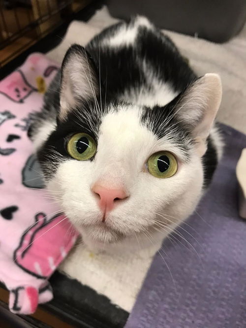 Willow