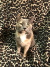 Taffy
