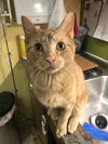 Garfield