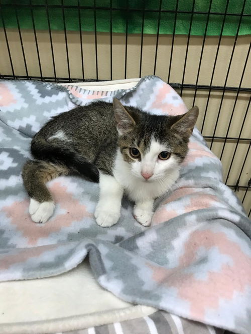 Darwin (Bonded with Jane)