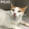 Pojo