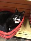 Tux