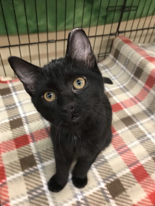 Toby (Bonded with Max)