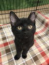 Toby (Bonded with Max)