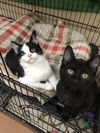 Toby (Bonded with Max)
