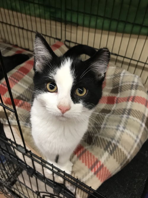 Max (Bonded with Toby)