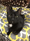 Mitzy (Bonded with Purrsia)