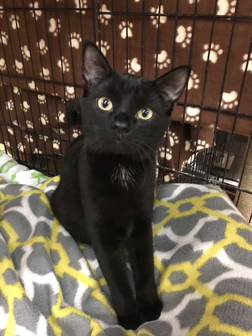 Purrsia (Bonded with Mitzy)
