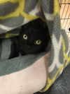 Purrsia (Bonded with Mitzy)