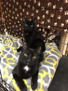 Purrsia (Bonded with Mitzy)