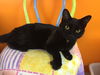 Prince (Bonded with Felix)