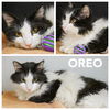 Oreo