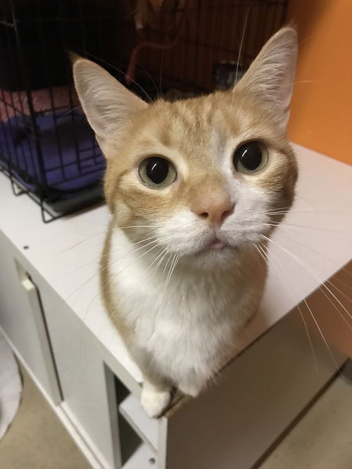 Kitty Kat