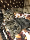 Taggart (Bonded with Blossom)