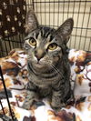 Taggart (Bonded with Blossom)