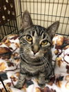 Taggart (Bonded with Blossom)