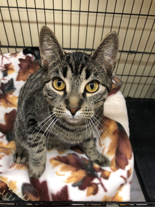 Taggart (Bonded with Blossom)