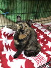 Blossom (Bonded with Taggart)
