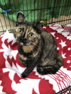 Blossom (Bonded with Taggart)