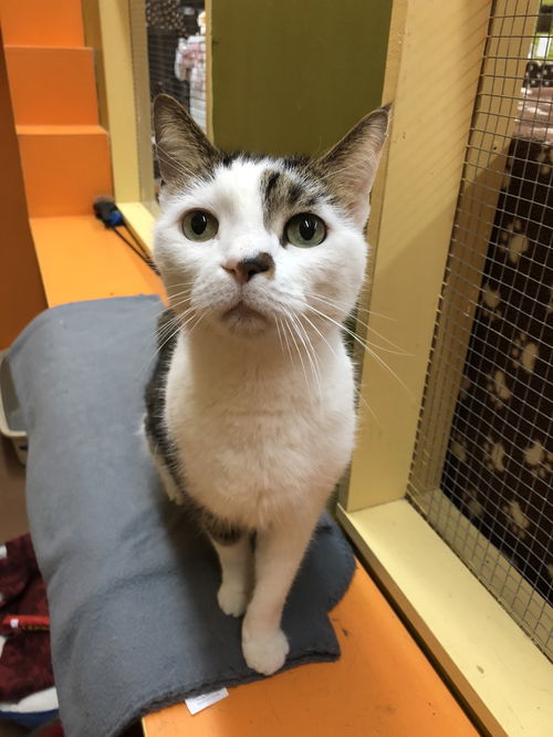 Lovie (Bonded with Sunny)