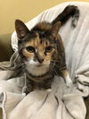 Sunny (Bonded with Lovie)