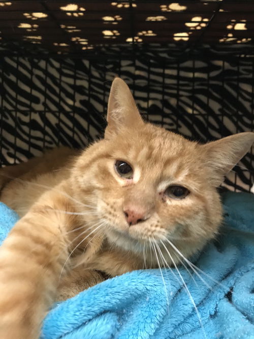 Simon