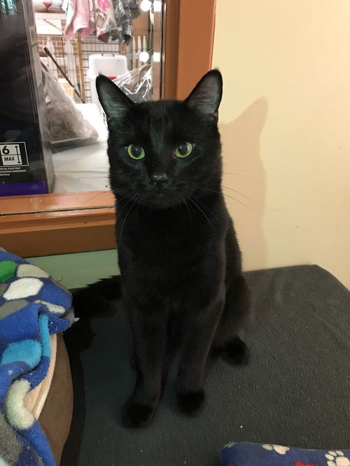 Albus (Bonded with Severus)