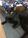 Albus (Bonded with Severus)