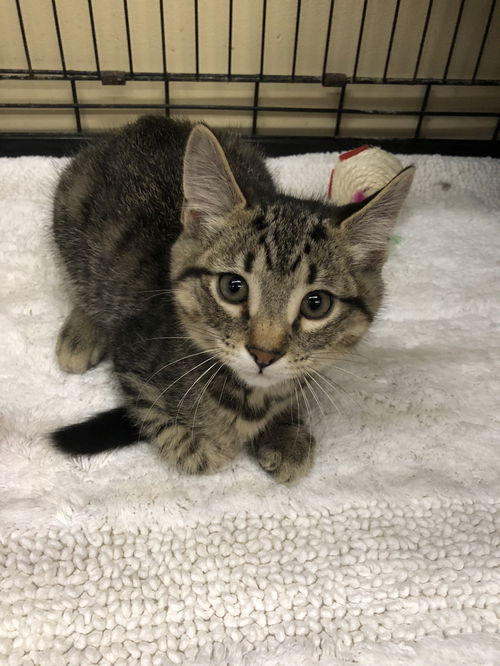 Kit Kat