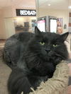 Chunk (Bonded with Smokey)