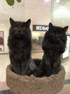 Chunk (Bonded with Smokey)