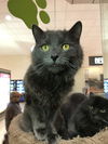 Smokey (Bonded with Chunk)